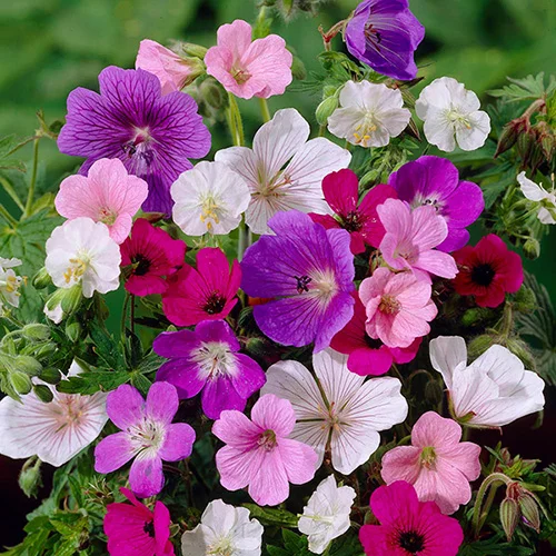 gardeningdirect2976999