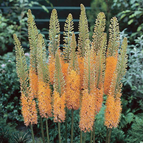 gardeningdirect2977024