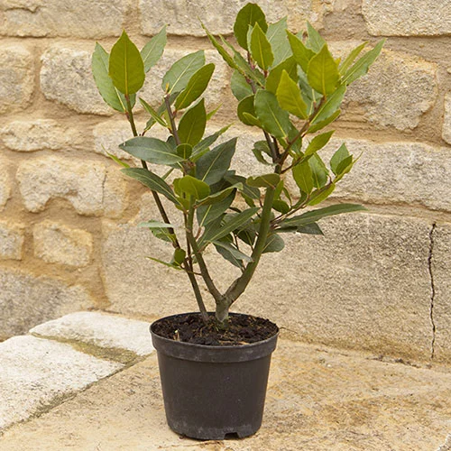 gardeningdirect2977041