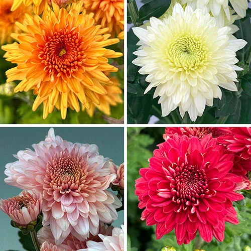 gardeningdirect2977082