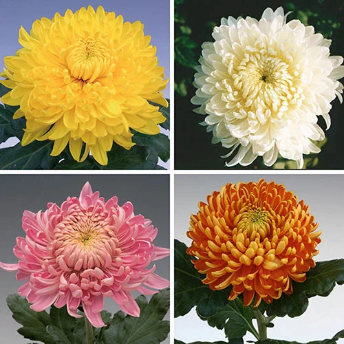 gardeningdirect2977099