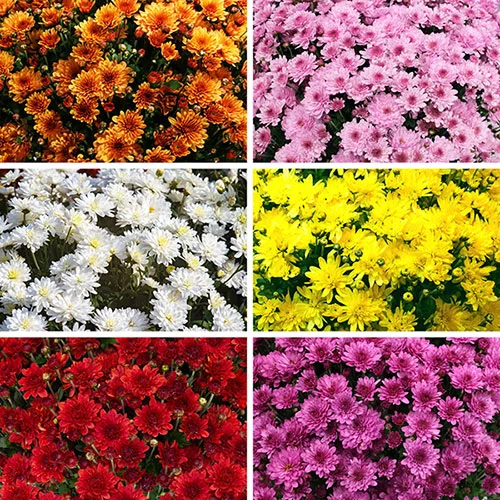 gardeningdirect2977148