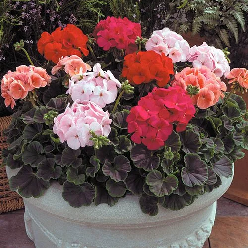 gardeningdirect2977188