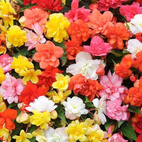 gardeningdirect2977208