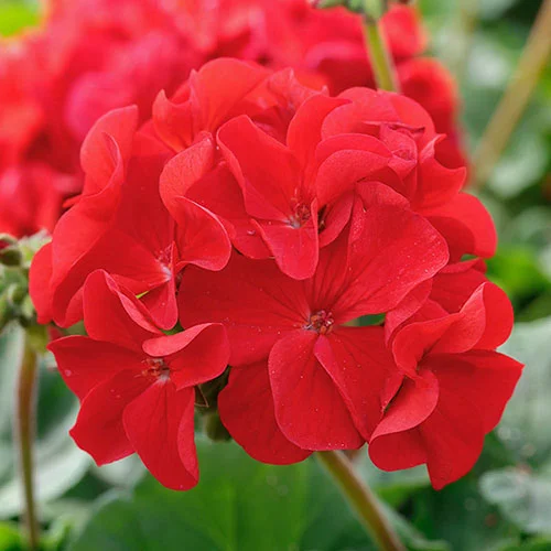 gardeningdirect2977227