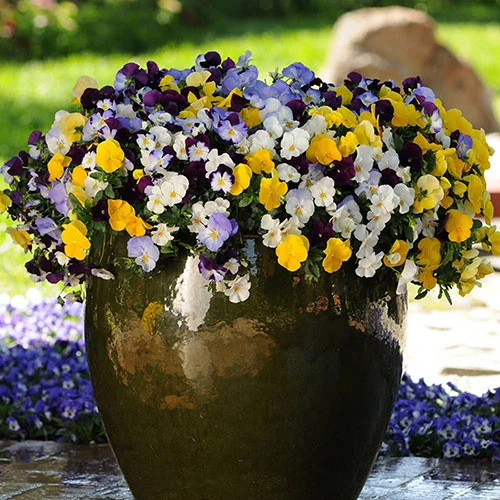 gardeningdirect2977298