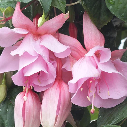 gardeningdirect2977320