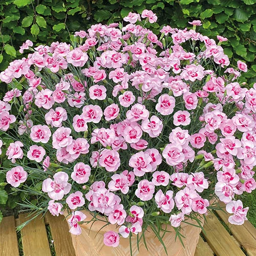 gardeningdirect2977411