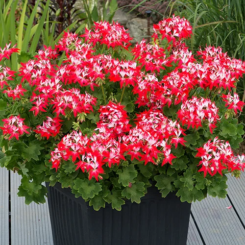 gardeningdirect2977495
