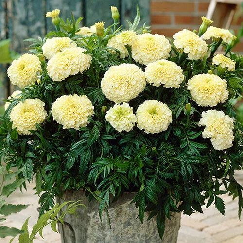 gardeningdirect2977542