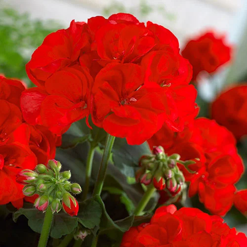 gardeningdirect2977566