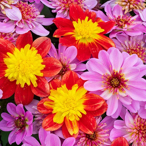 gardeningdirect2977582