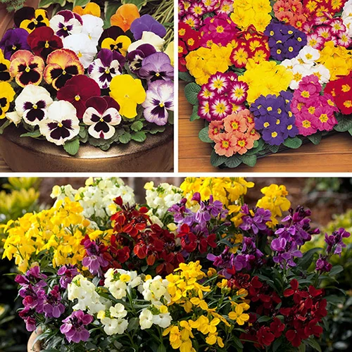 gardeningdirect2977612