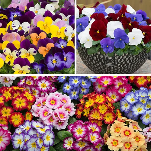 gardeningdirect2977646