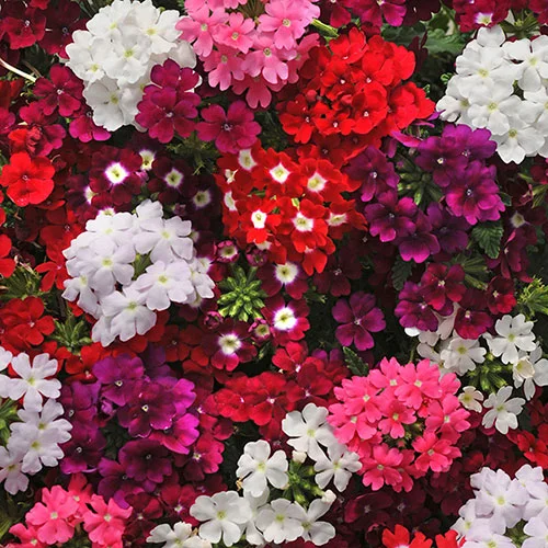 gardeningdirect2977708