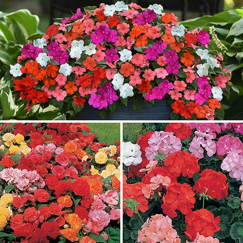 gardeningdirect2977757