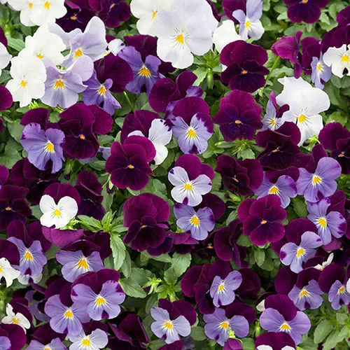gardeningdirect2977783