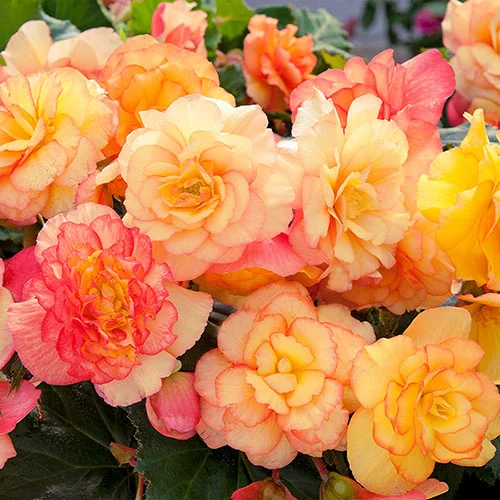 gardeningdirect2977805