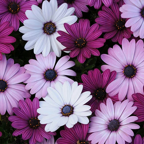 gardeningdirect2977822