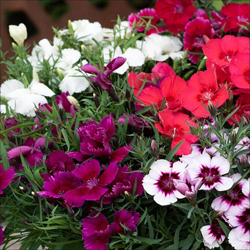 gardeningdirect2977866