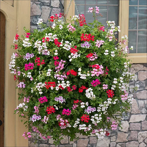 gardeningdirect2977918