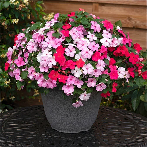gardeningdirect2977955