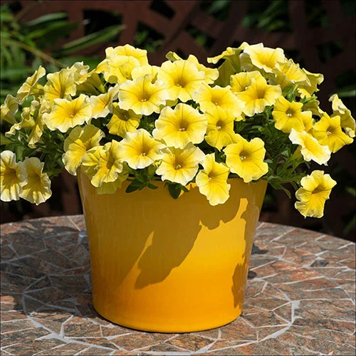 gardeningdirect2977996