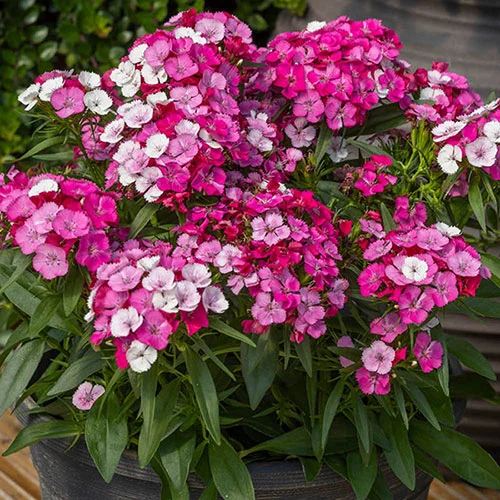 gardeningdirect2978022