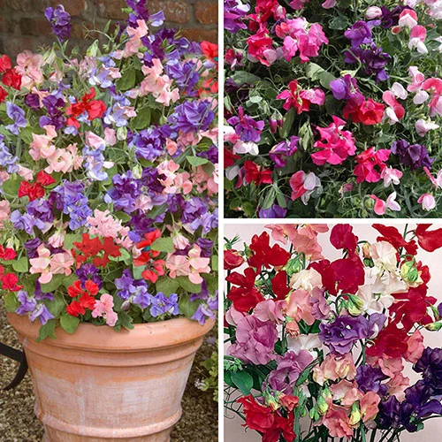 gardeningdirect2978067