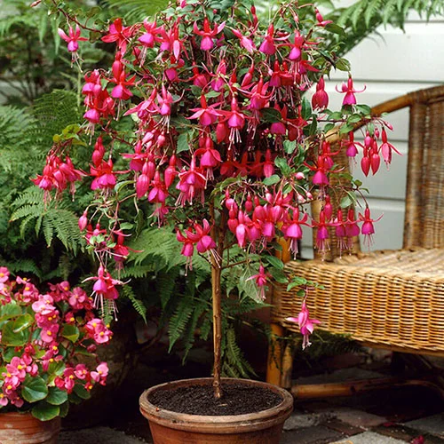 gardeningdirect2978091