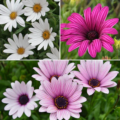 gardeningdirect2978133