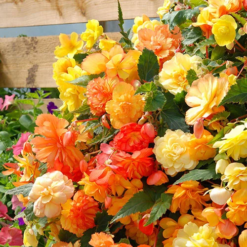 gardeningdirect2978154