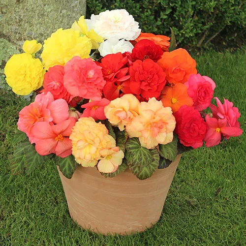 gardeningdirect2978174