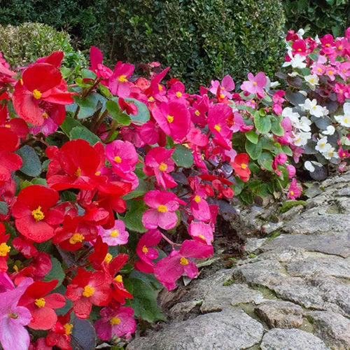 gardeningdirect2978196