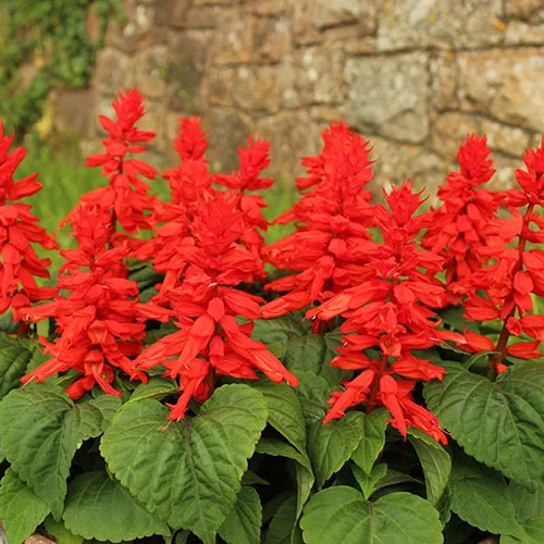 gardeningdirect2978238