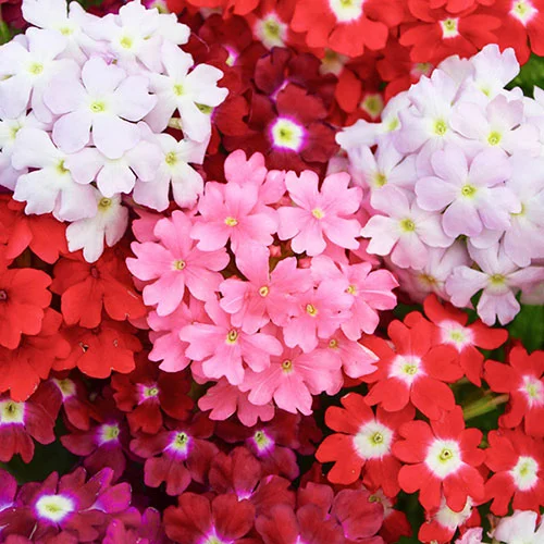 gardeningdirect2978258