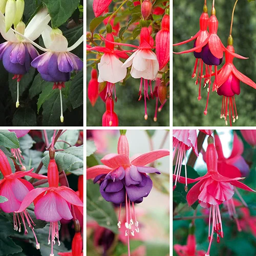 gardeningdirect2978303