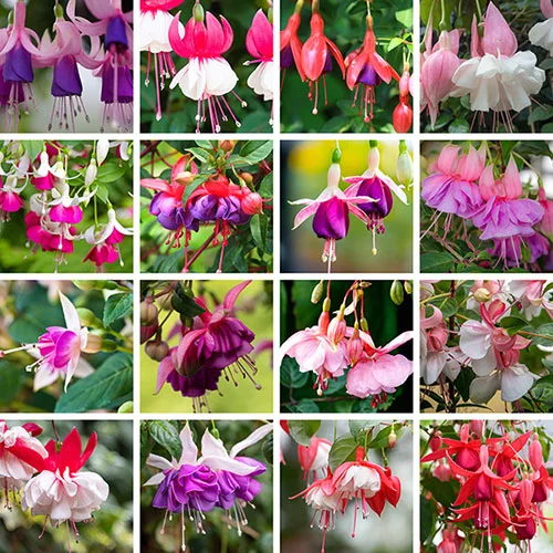 gardeningdirect2978321