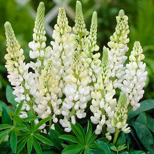 gardeningdirect2978366
