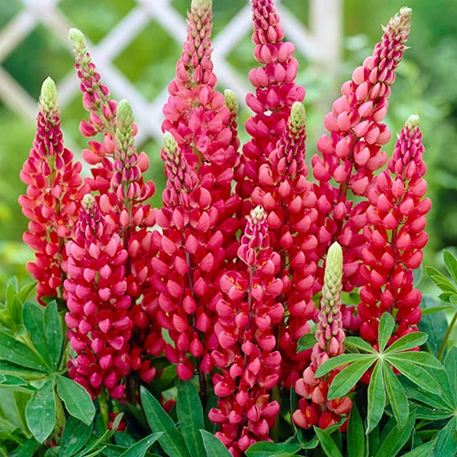 gardeningdirect2978409
