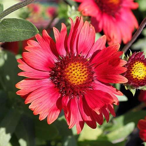 gardeningdirect2978459