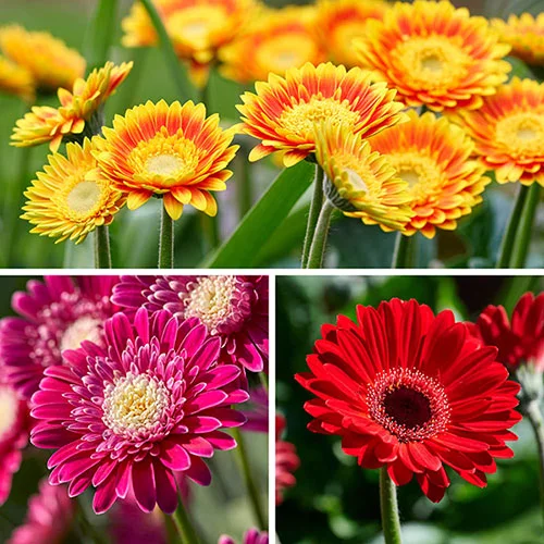 gardeningdirect2978502
