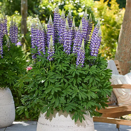 gardeningdirect2978519