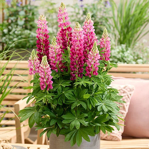gardeningdirect2978542