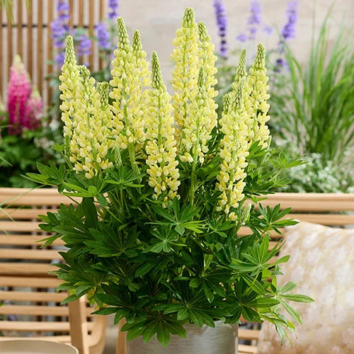 gardeningdirect2978559
