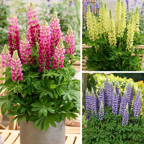 gardeningdirect2978580