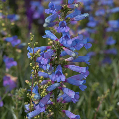 gardeningdirect2978600