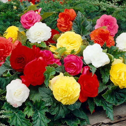 gardeningdirect2978621