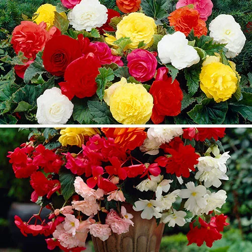 gardeningdirect2978648