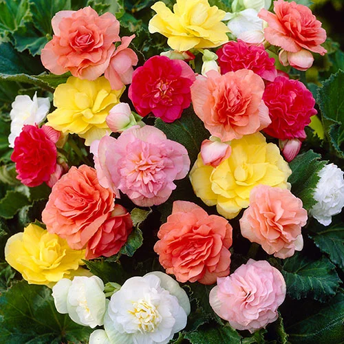 gardeningdirect2978668